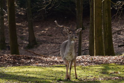 Deer standing in a field