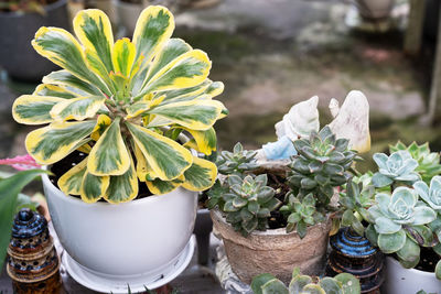 plant