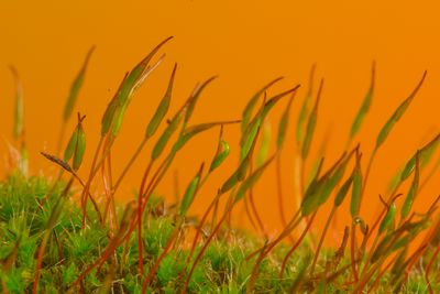 Close-up of plants growing on field against orange sky