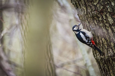 Bird perching on tree trunk