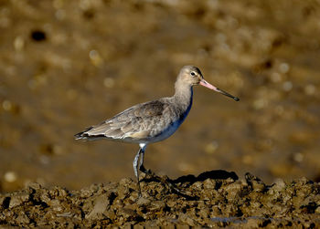 Close-up of bird perching on water