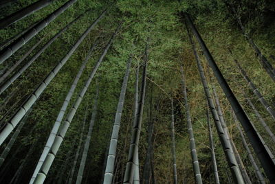 Low angle view of bamboo trees in forest