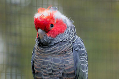 Close-up of parrot