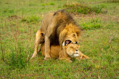 Lion nibbling neck of female while mating