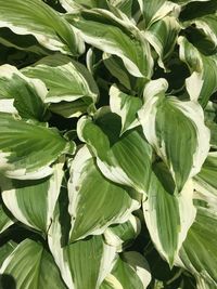 Full frame shot of green leaves