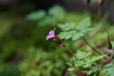 plant