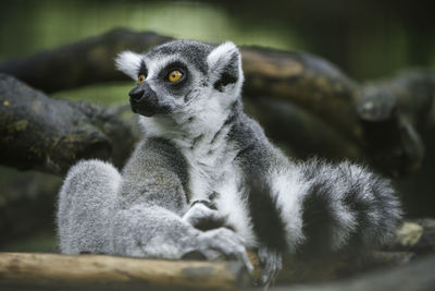 Monkeys sitting on looking away