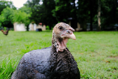 Close-up of a bird on field