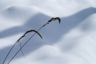 Close-up of plant against sky