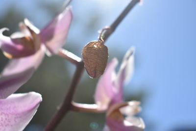 Close-up of pink flowering plant against sky