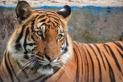 Close-up portrait of tiger