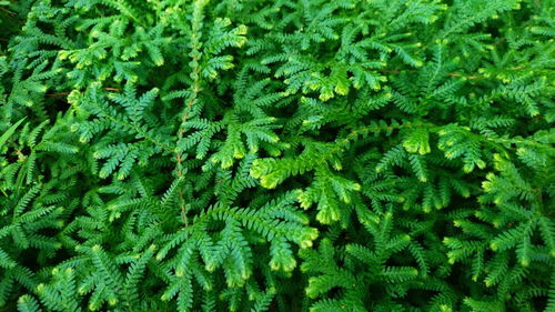 Full frame shot of fresh green plants