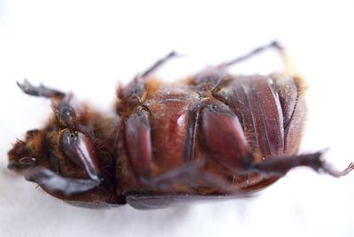 Close-up of bug against white background