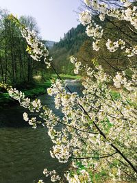 Flowers blooming on tree