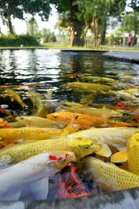 Close-up of koi fish in water