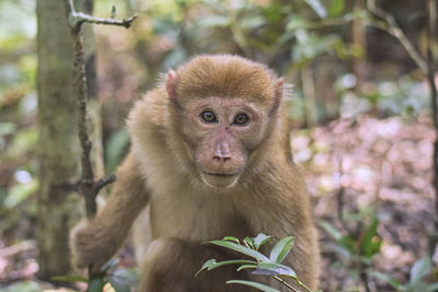 Close-up of monkey