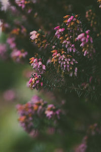 Close-up of pink flowers blooming outdoors