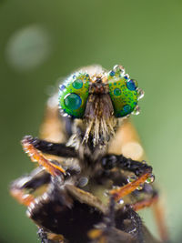 Close-up of spider