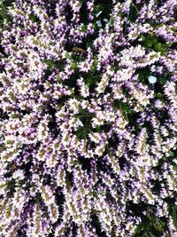 Full frame shot of purple flowers blooming on tree