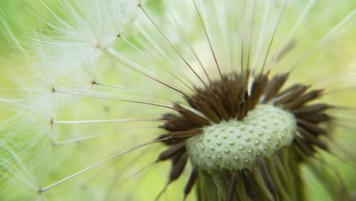 Close-up of dandelion on plant