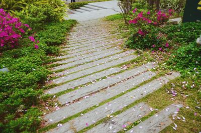 Footpath amidst plants