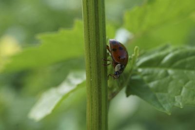 Close-up of ladybug on leaf