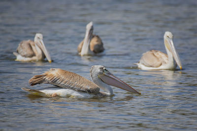 Ducks swimming in lake