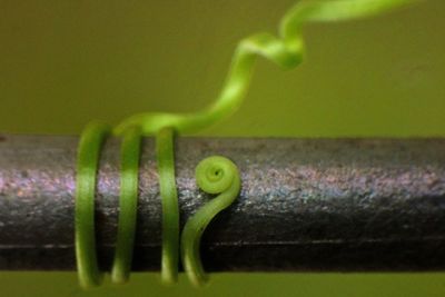 Close-up of green leaf