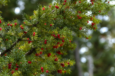 Close-up of yew tree with fruits 