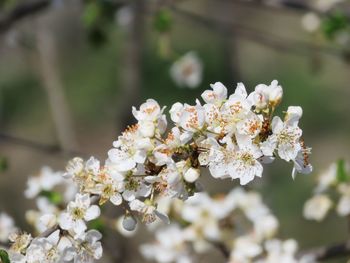 Close-up of white cherry blossom tree