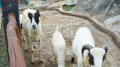 Horses standing against wall