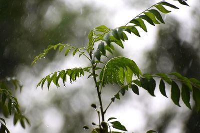 Close-up of wet plant leaves during rainy season