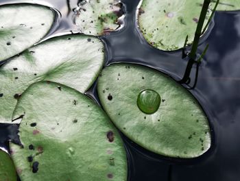 High angle view of fruits in water