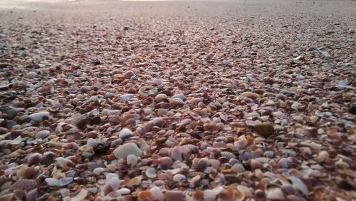 High angle view of pebbles on beach