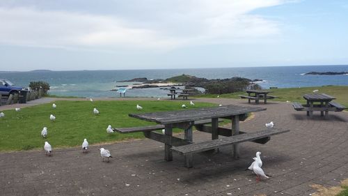 Birds on shore against calm sea