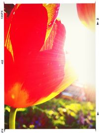 Close-up of red flowers