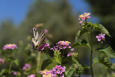 Close-up of butterfly pollinating on purple flower