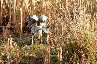 Close-up of reeds on field