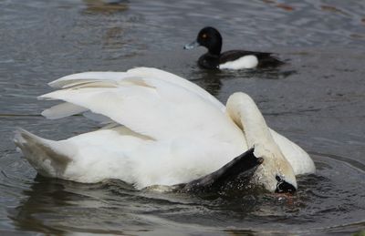 Birds in calm lake