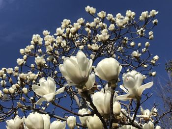 Low angle view of white flowering plant against sky