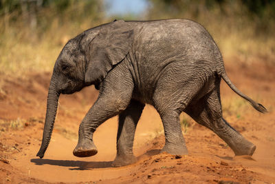 Elephant in zoo