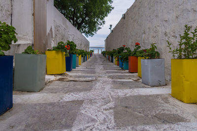 Empty narrow alley along buildings