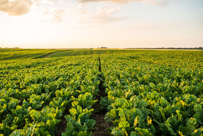 Scenic view of agricultural field against sky