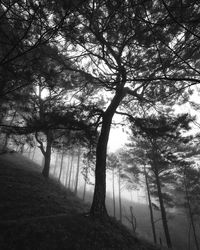 Trees on landscape against sky