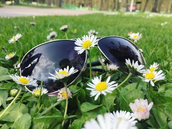 Close-up of daisies blooming in field
