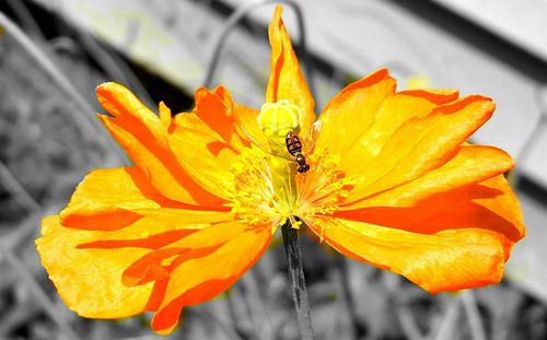 Close-up of yellow flower