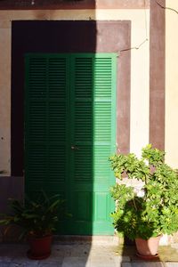 Potted plants on window of building