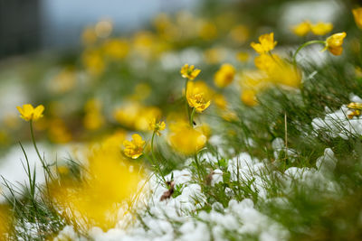 Close-up of yellow flowering plant on field