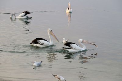 Ducks swimming in lake
