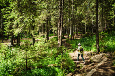 Rear view of man walking in forest